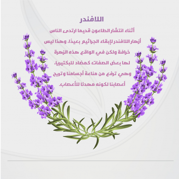 زيت اللافندر